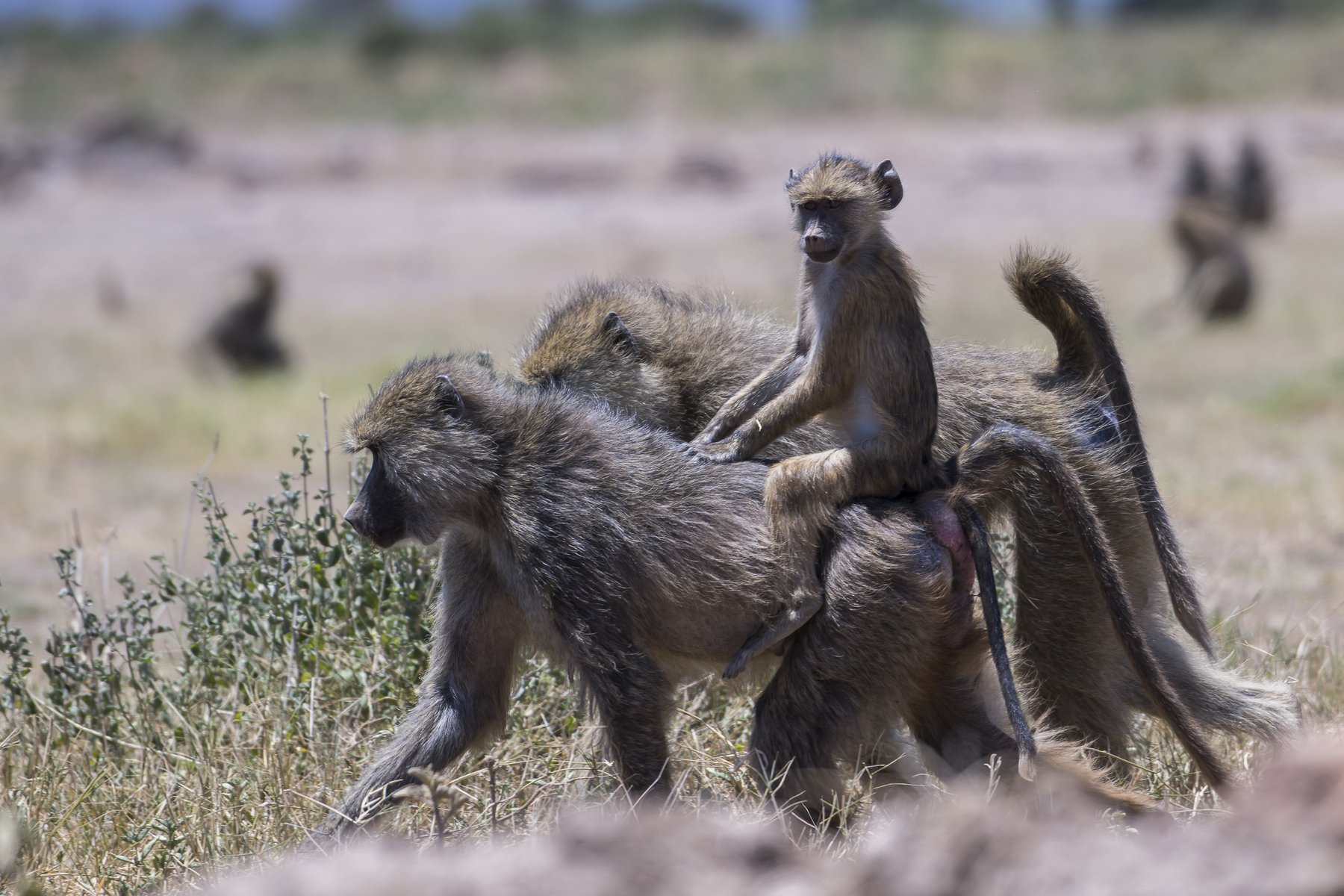 Field research in the Tana River ecosystem
